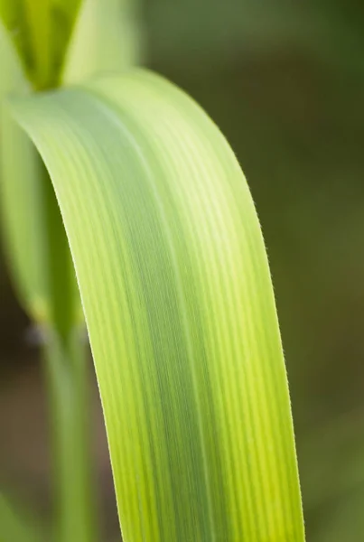 Natur Hintergrund Grüne Blätter — Stockfoto