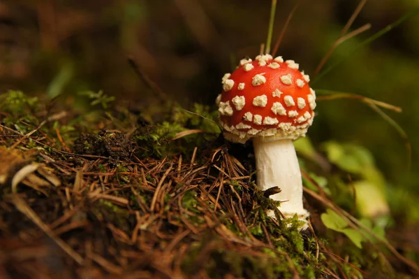 Červená Muchomůrka Patří Skupiny Jedovatých Hub — Stock fotografie