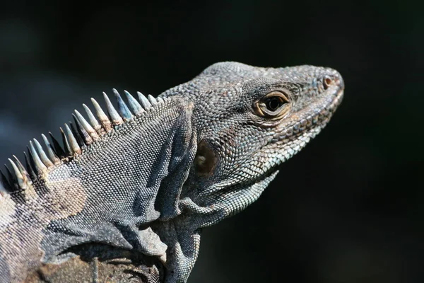 Zwierzęta Dzikie Jaszczurka Gad Iguana — Zdjęcie stockowe