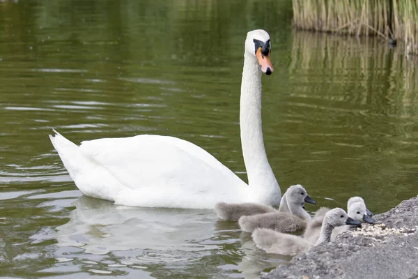 Cisne Branco Lago — Fotografia de Stock