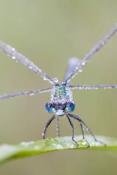 Lestes Sponsa Mit Tau — Stockfoto