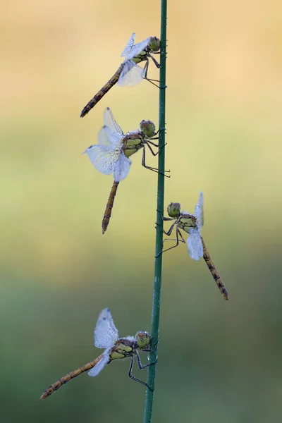 Libellen Insecten Natuur Entomologie — Stockfoto