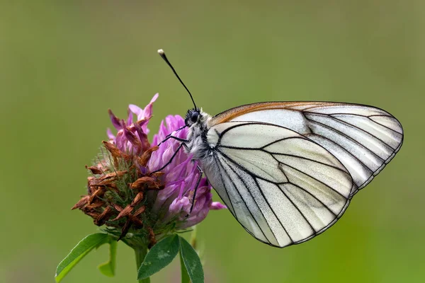 Närbild Insekter Vild Natur — Stockfoto