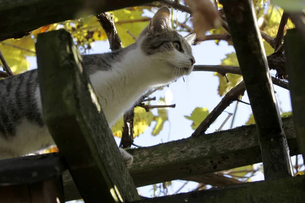 Climbing Cat Tree — Stock Photo, Image