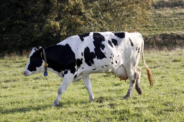 Czarne Kolorowe Krowy Tle Gospodarstwa — Zdjęcie stockowe