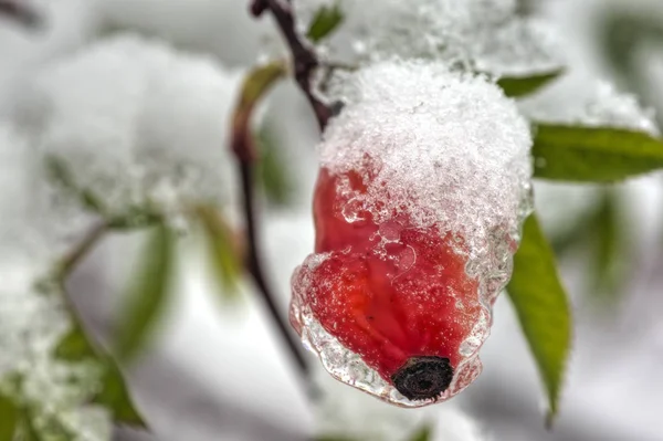 Nypon Snö — Stockfoto