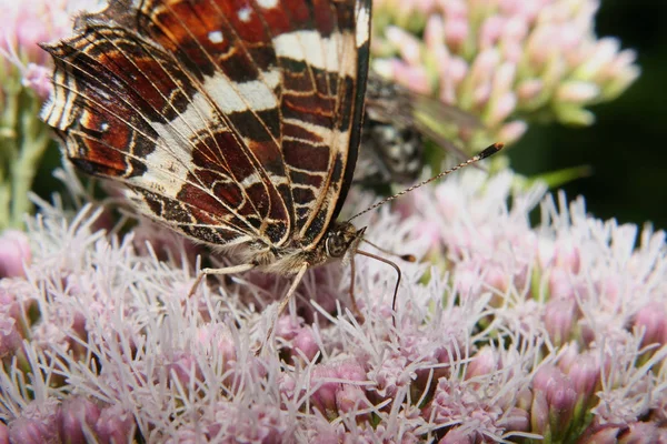 Primo Piano Bug Natura Selvaggia — Foto Stock