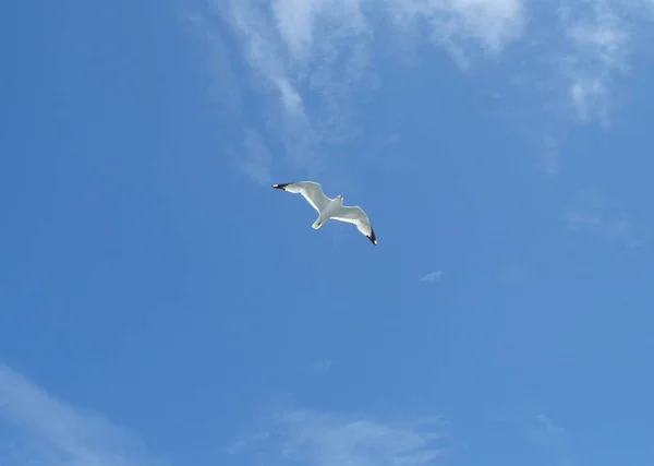 Vista Panorámica Hermosas Aves Gaviota Naturaleza —  Fotos de Stock