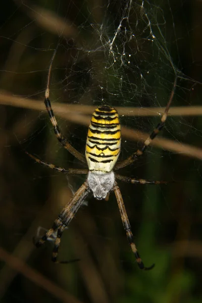 Wasp Spider Argiope Bruennichi — Stock Photo, Image
