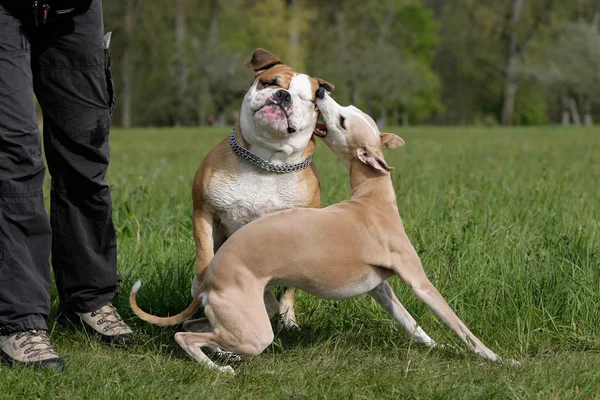 Difesa Frusta Contro Bulldog — Foto Stock