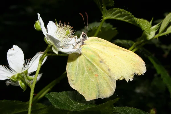 Nahaufnahme Von Schönen Bunten Schmetterling — Stockfoto