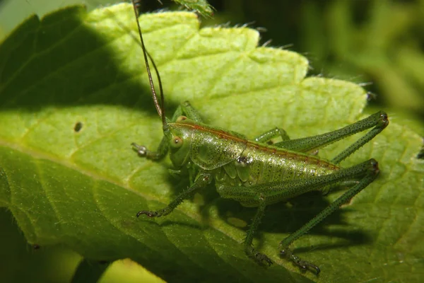 Çekirge Böceğinin Makro Görüntüsünü Kapat — Stok fotoğraf