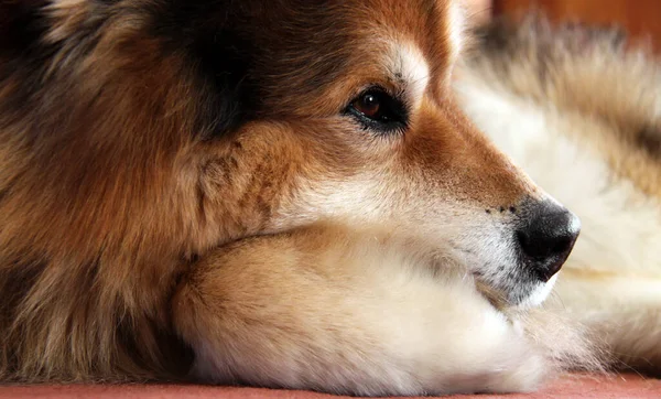 Portrait Cute Dog — Stock Photo, Image