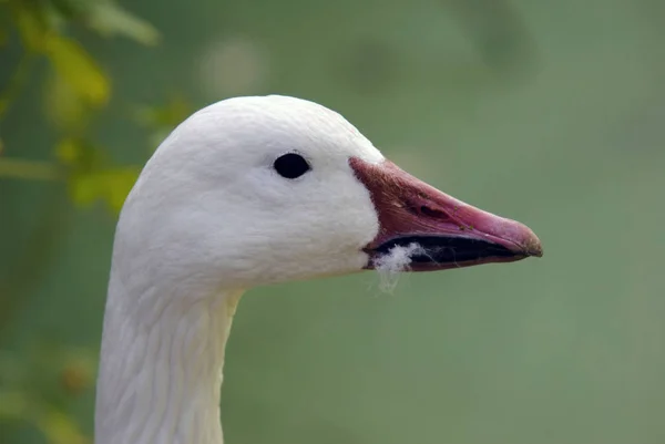 Schilderachtig Uitzicht Ganzenvogel Natuur — Stockfoto