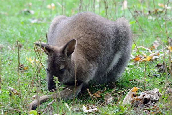 Kangoeroe Dier Australisch Dier — Stockfoto