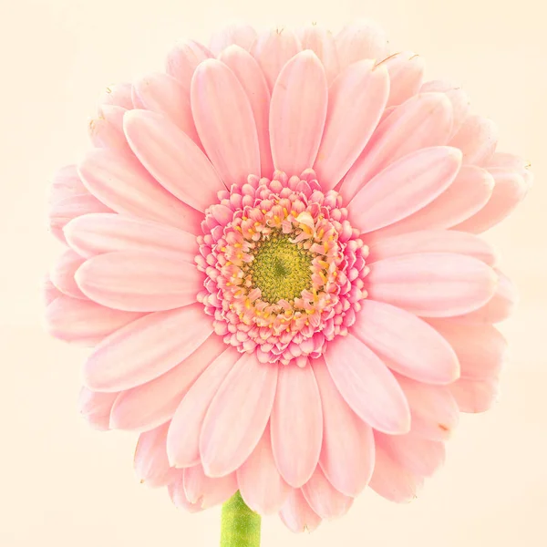 美しいゲルベラデイジー花びら — ストック写真
