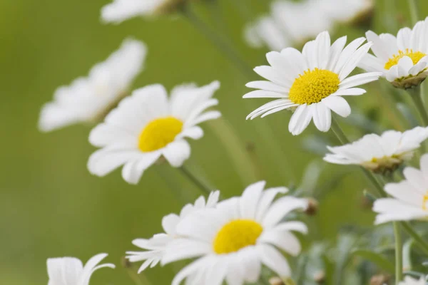 Madeliefjes Het Park — Stockfoto