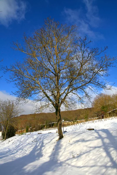 Bela Paisagem Inverno — Fotografia de Stock