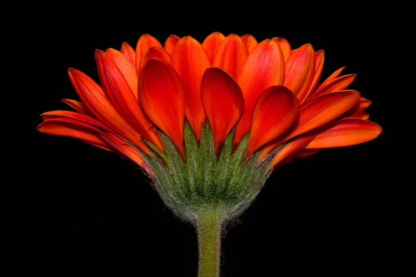 Piękne Gerbera Daisy Płatki Kwiatów — Zdjęcie stockowe