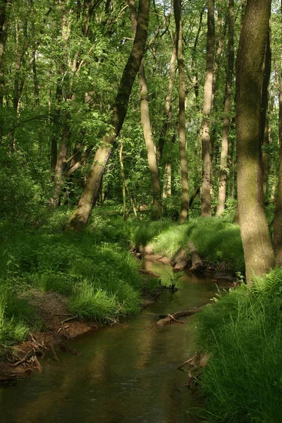 Pequeno Fluxo Floresta — Fotografia de Stock