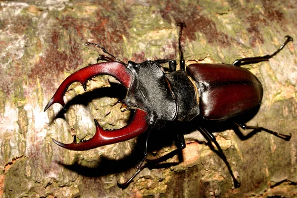 Grampos Besouro Macho Lucanus Cervus — Fotografia de Stock