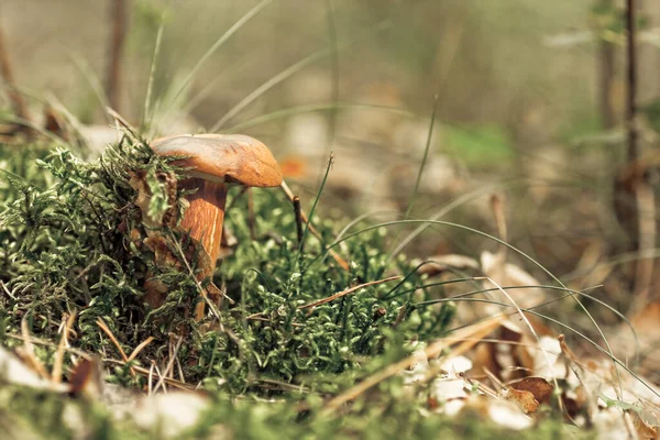 Ormanda Büyüyen Mantarlar Doğa Geçmişi — Stok fotoğraf