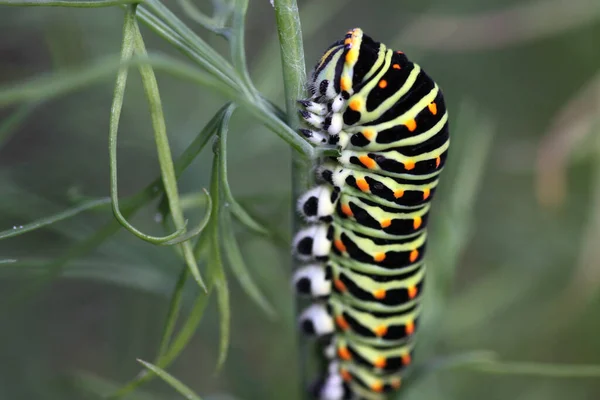 Raupeninsekt Kleiner Wurm — Stockfoto