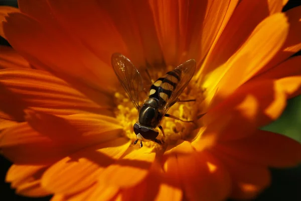 Hoverfly Bir Kadife Çiçeği Üzerinde — Stok fotoğraf