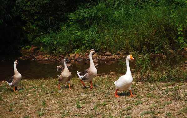 Vacker Utsikt Över Vacker Fågel Naturen — Stockfoto