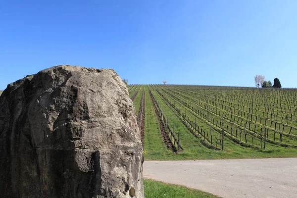 Vignoble Avec Des Rochers Premier Plan — Photo