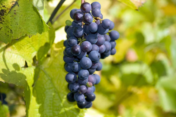 Videira Vinha Rural Conceito Uvas — Fotografia de Stock