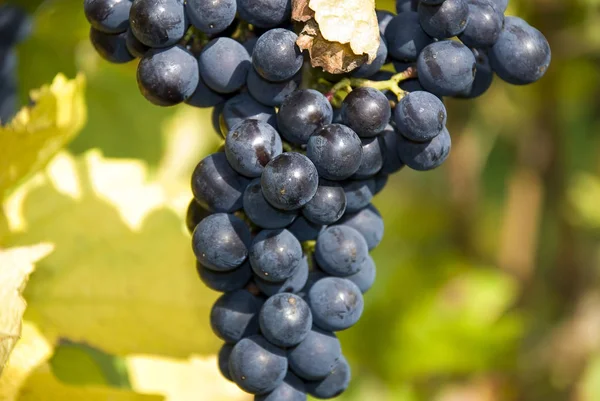 Videira Vinha Rural Conceito Uvas — Fotografia de Stock