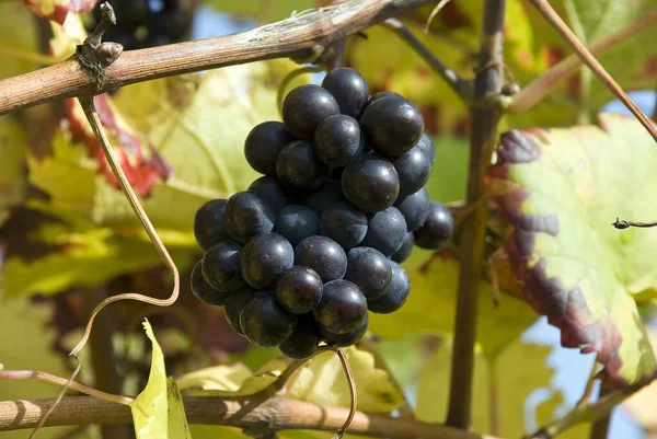 Uvas Prontas Para Vintage — Fotografia de Stock