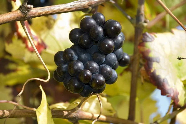 Cachos Uvas Árvore Com Uvas — Fotografia de Stock