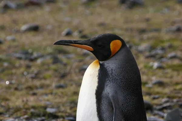 自然景观中可爱的企鹅鸟 — 图库照片
