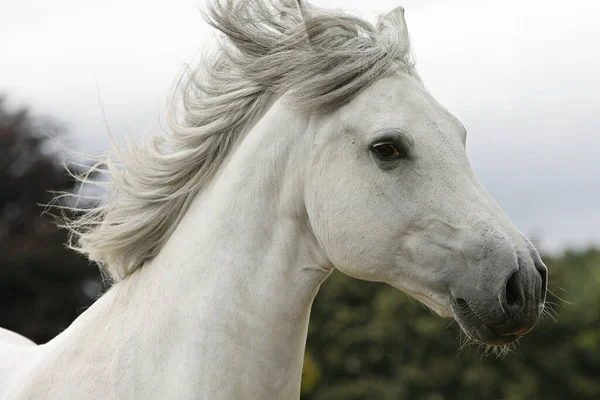 Cavalo Garanhão Animal Selvagem Natureza — Fotografia de Stock