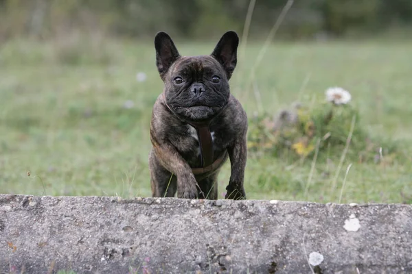 Francuski Buldog Trawie — Zdjęcie stockowe