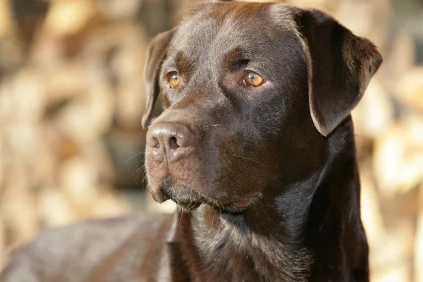 Schokoladenbrauner Labrador Retriever — Stockfoto