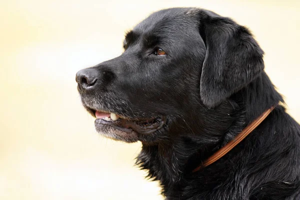 Schwarzer Labrador Retriever Hund — Stockfoto