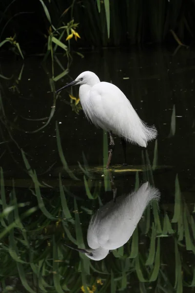 Scenic View Egrets Birds Nature — Stock Photo, Image