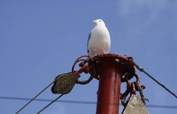 Herring Gull Mast — Stockfoto