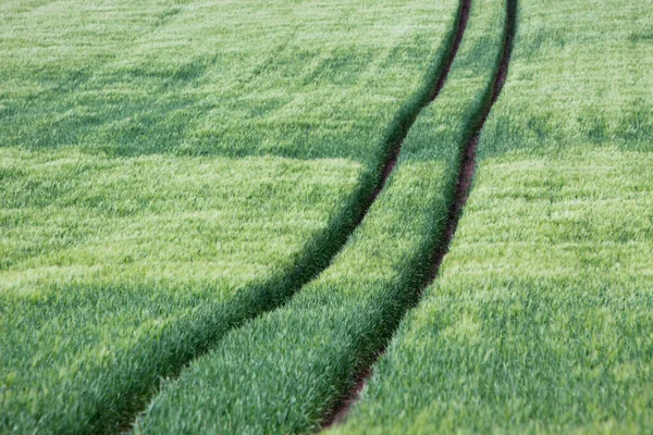 Spur Einem Grünen Maisfeld — Stockfoto