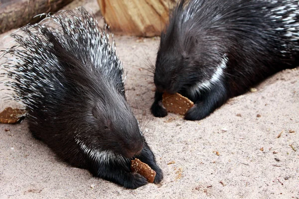 Piggsvin Djurliv Natur Fauna — Stockfoto