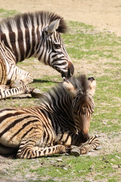 Preto Branco Zebra Animal Mamífero — Fotografia de Stock