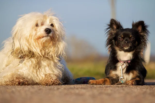 Cocker Anglais Épagneul Chien Devant Caméra — Photo