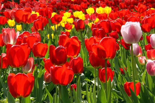 Krásné Jarní Tulipány Květiny Flóra — Stock fotografie