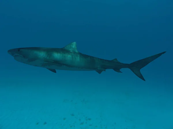 Vida Marinha Peixes Tubarão — Fotografia de Stock