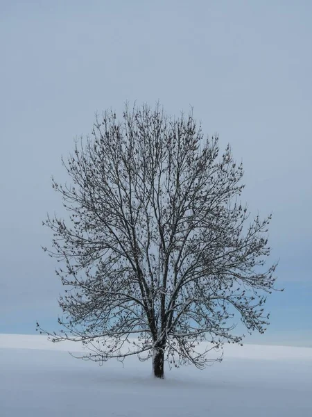 雪の中の木のシルエット — ストック写真