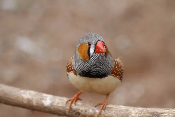 Scenic View Beautiful Cute Finch Bird — Stock Photo, Image