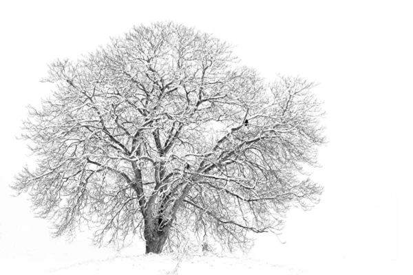 冬季景观 有积雪覆盖的树木 — 图库照片
